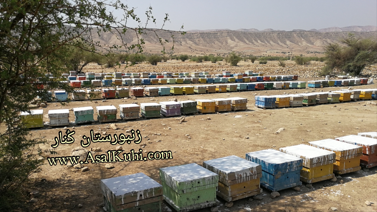خرید عسل کنار جنوب